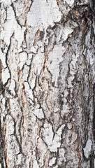 Wall Mural - birch bark background