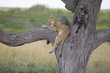 Lion cub sleeping on a tree branch