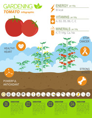 Sticker - Gardening work, farming infographic. Tomato. Graphic template. F