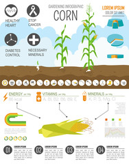 Sticker - Gardening work, farming infographic. Corn. Graphic template. Fla