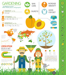  Gardening work, farming infographic. Apricot. Graphic template.