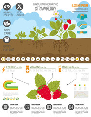 Wall Mural - Gardening work, farming infographic. Strawberry. Graphic templat