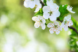 cherry blossom on blurred green