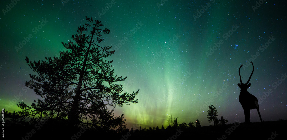A beautiful green and red aurora dancing - obrazy, fototapety, plakaty 