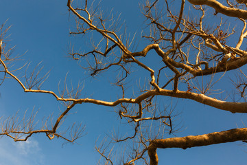 Leafless branches of a plane tree and the blue sky