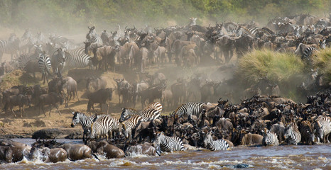 Wall Mural - wildebeests are crossing mara river. great migration. kenya. tanzania. masai mara national park. an 