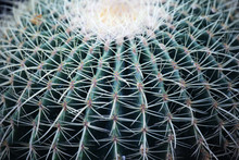 Cactus Thorn Texture