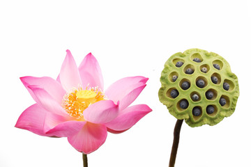 Wall Mural - lotus flower and lotus pod isolated on white background