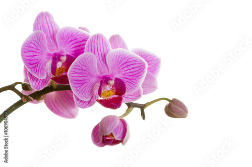 Fototapeta na wymiar Pink orchid flower.