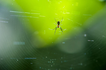 Close up of spider in web
