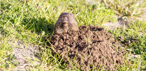 Botta's Pocket Gopher (Thomomys bottae) peeking from the burrow. San Francisco Bay Area, California, USA.