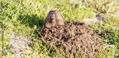 Fotografie, Obraz Botta's Pocket Gopher (Thomomys bottae) peeking from the burrow