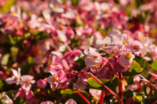 Pink Wax Begonia Flowers