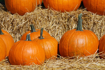 pumpkin harvest and arranged on the ground