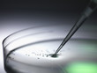 © Connect Images - Pipetting samples into petri dish used in dna, stem cell, biomedical, biotechnology and pharma research