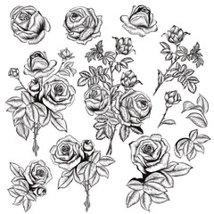 Wall Mural - collection of vector hand drawn roses for design in engraved sty