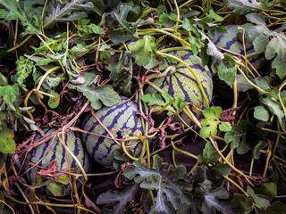 harvest of water-melons in the Siberian village