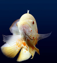 White Oscar Fish