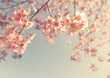 Vintage cherry blossom - sakura flower. nature background