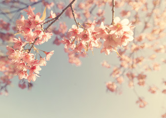 Wall Mural - vintage cherry blossom - sakura flower. nature background