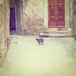 Cat in the Courtyard