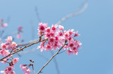 Beautiful cherry blossom and blue sky