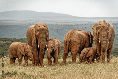 Zdjęcie XXL Rodzina słonia