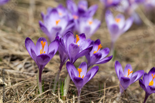 Plakat na zamówienie Crocuses on the meadow, first springtime flowers