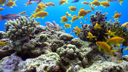 Tropical Fish on Vibrant Coral Reef