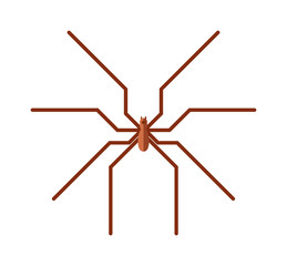 Wall Mural - Flat spider insect danger silhouette vector icon illustration