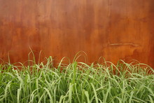 Green Plant With Rusty Metal Sheet Background