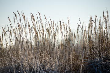 Naklejka na meble dry grass in winter