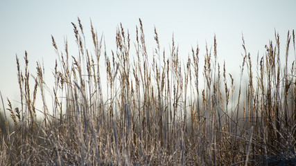 Naklejka na meble dry grass in winter