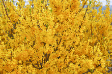 Forsythia Tree Yellow Flower