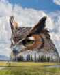 Great Horned Owl and Mountain Meadow Double Exposure / Double Exposure of Great Horned Owl and Grassy Mountain Meadow in Yellowstone National Park