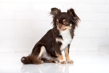 Wall Mural - chihuahua dog sitting by the brick wall