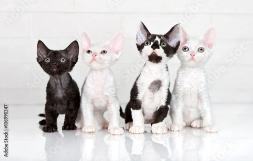Fotomural four adorable devon rex kittens