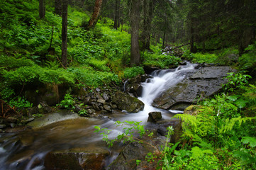  Mountain river in forest.
