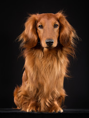 Wall Mural - Longhaired dachshund