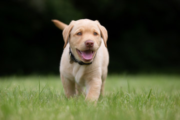 Canvas Print - Happy and smiling labrador retriever puppy