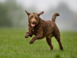 Poster - Brown dog on grass lawn