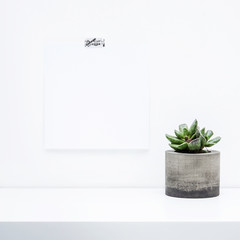 Wall Mural - Mock up. Succulent in concrete planter. Modern home. Place for picture or text.