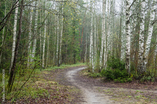 Naklejka na drzwi Foggy spring landscape with footpath in the woods