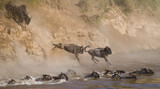 Fototapeta Sawanna - Wildebeests are crossing Mara river. Great Migration. Kenya. Tanzania. Masai Mara National Park. An excellent illustration.