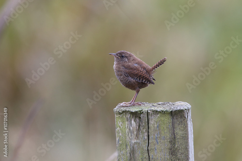 Fotografie, Obraz Winter Wren (Troglodytes troglodytes), Mainland, Shetland, Scotland, UK