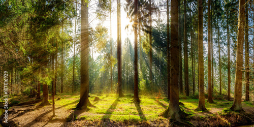 Fotomural Sonnenaufgang auf einer Lichtung im Wald