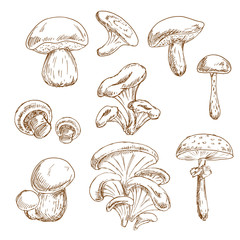 Autumnal forest mushrooms sketches set