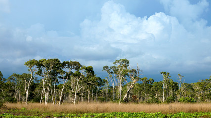 Canvas Print - Savanna grasslands, Trang, Thailand.