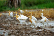 Eastern cattle egret in breeding plumage walking along a rice fi