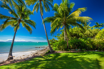 Wall Mural - rex smeal park in port douglas with palm trees and beach